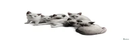 Snowshoe cats for sale: Rare pedigree snowshoe kittens - Advert 28