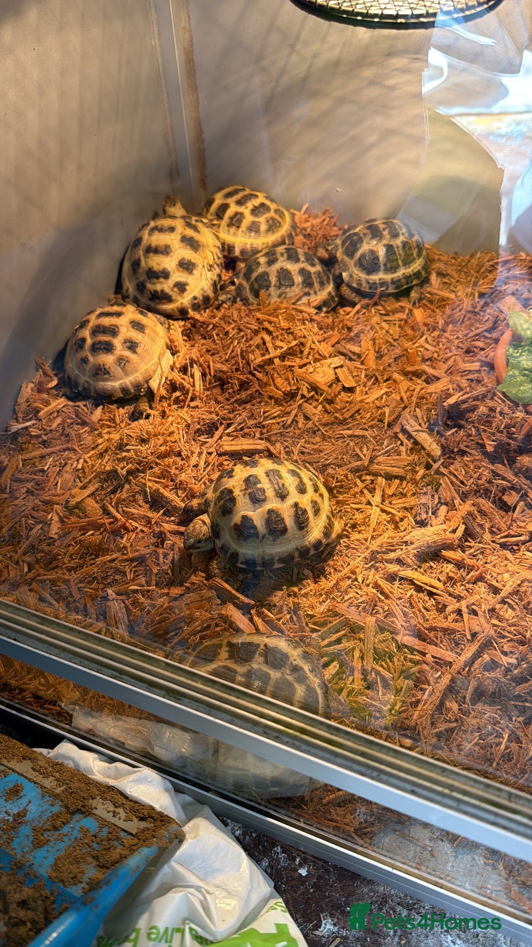 Mixed Breed reptiles Horsfilds  - Advert 1