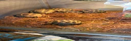 Mixed Breed reptiles for sale: Horsfilds  - Advert 1