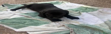 Labrador Retriever 4