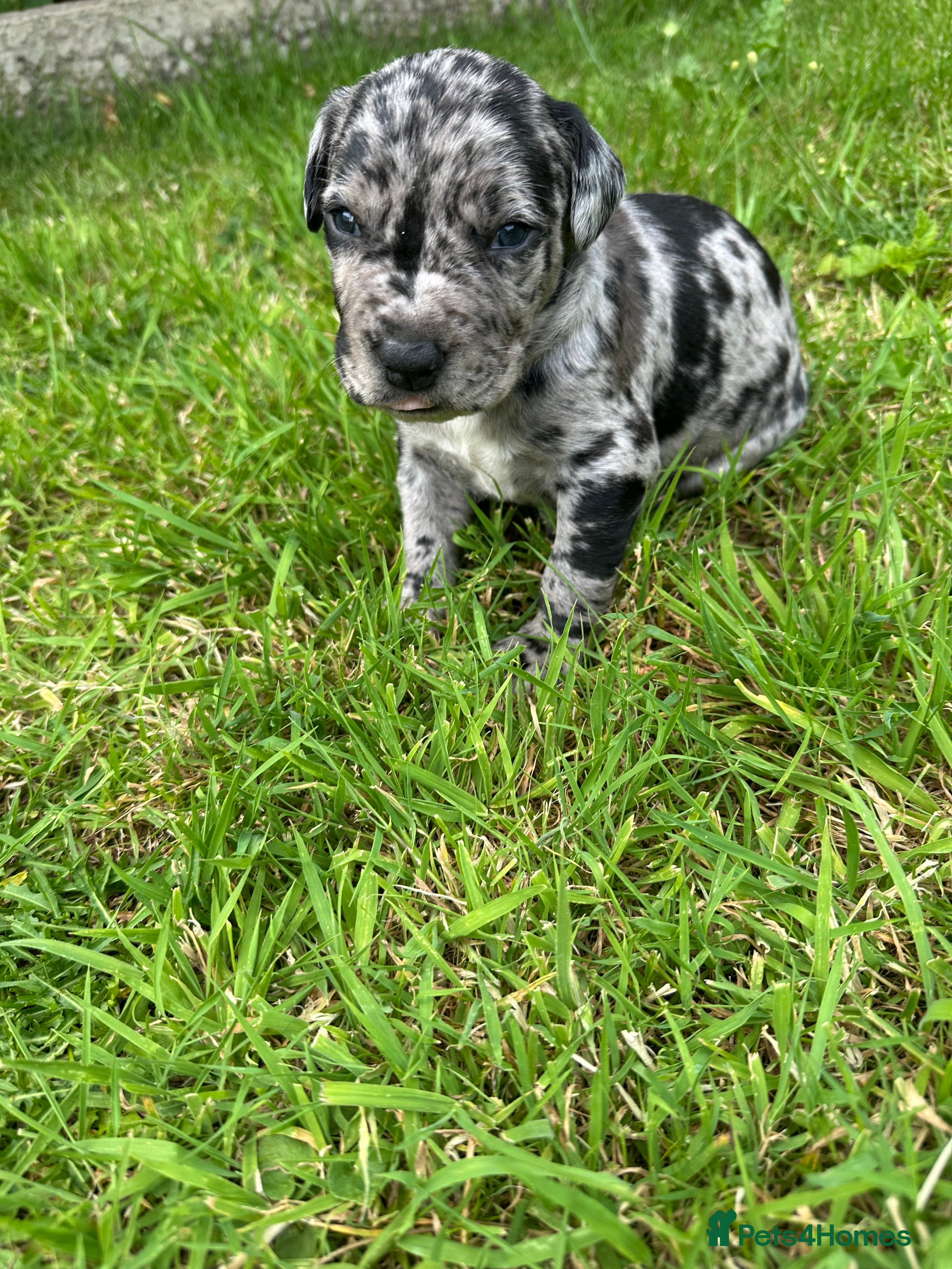 Mixed Breed dogs One of a kind PUPPIES mixed breed  - Advert 2