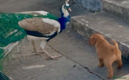 Labrador Retriever dogs for sale: Labrador Retriever Puppies in Llanybydder - Image 18