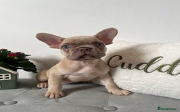 French Bulldog dogs for sale: 3 FRENCHIE MALE PUPS LEFT - Advert 4