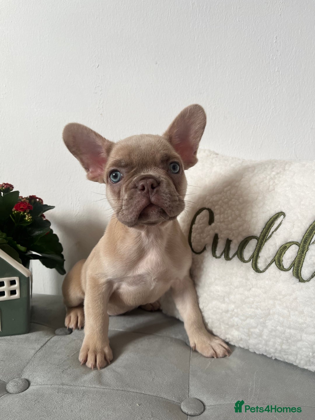 French Bulldog dogs for sale: 3 FRENCHIE MALE PUPS LEFT - Advert 4