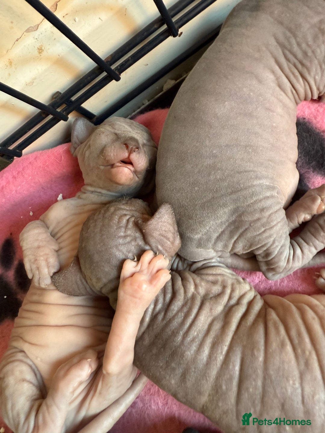 Sphynx cats for sale: ✨ Gorgeous Chunky Sphynx Kittens – Ready Soon! ✨ - Advert 19