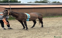 Irish Thoroughbred horses for sale: X3 super types with amazing temperaments  - Image 8