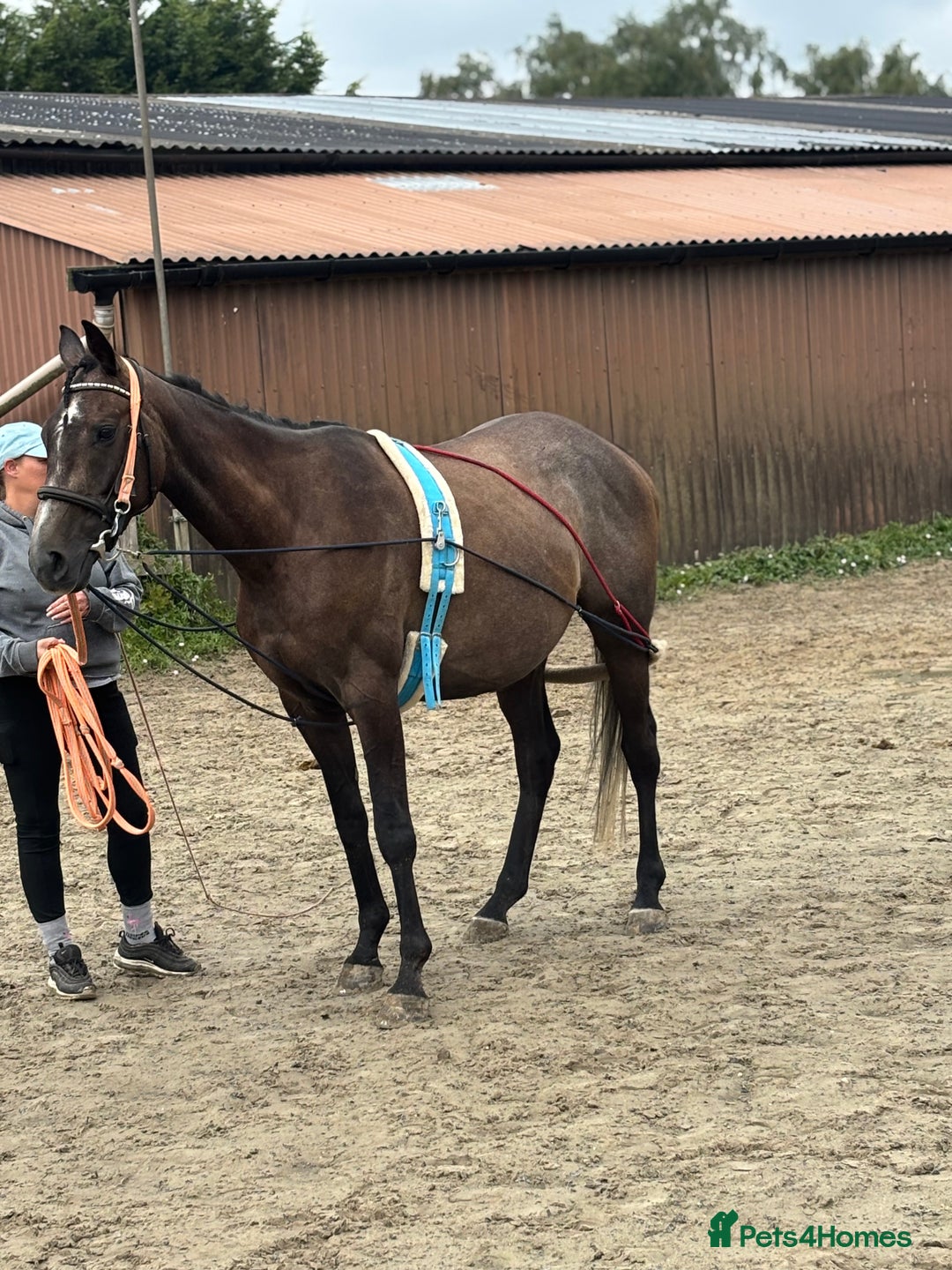 Irish Thoroughbred horses for sale: X3 super types with amazing temperaments  - Image 8