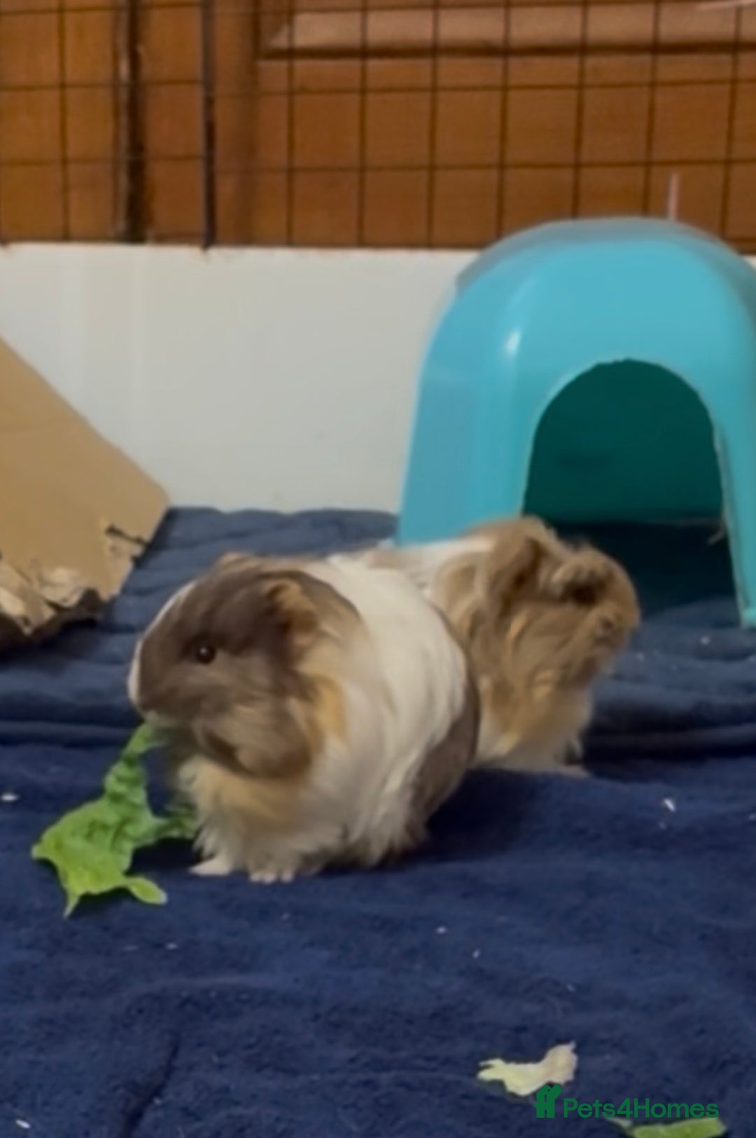 Guinea Pig rodents for sale: 2 Beautiful long haired girls  - Advert 5