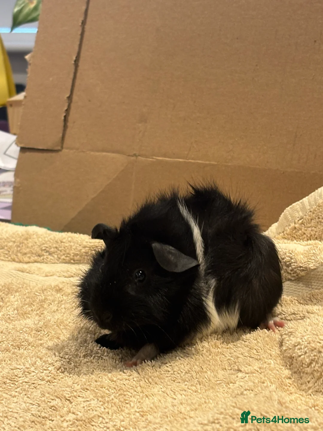 Guinea Pig rodents for sale: Male Baby Guinea Pig Brothers For Sale - Advert 8