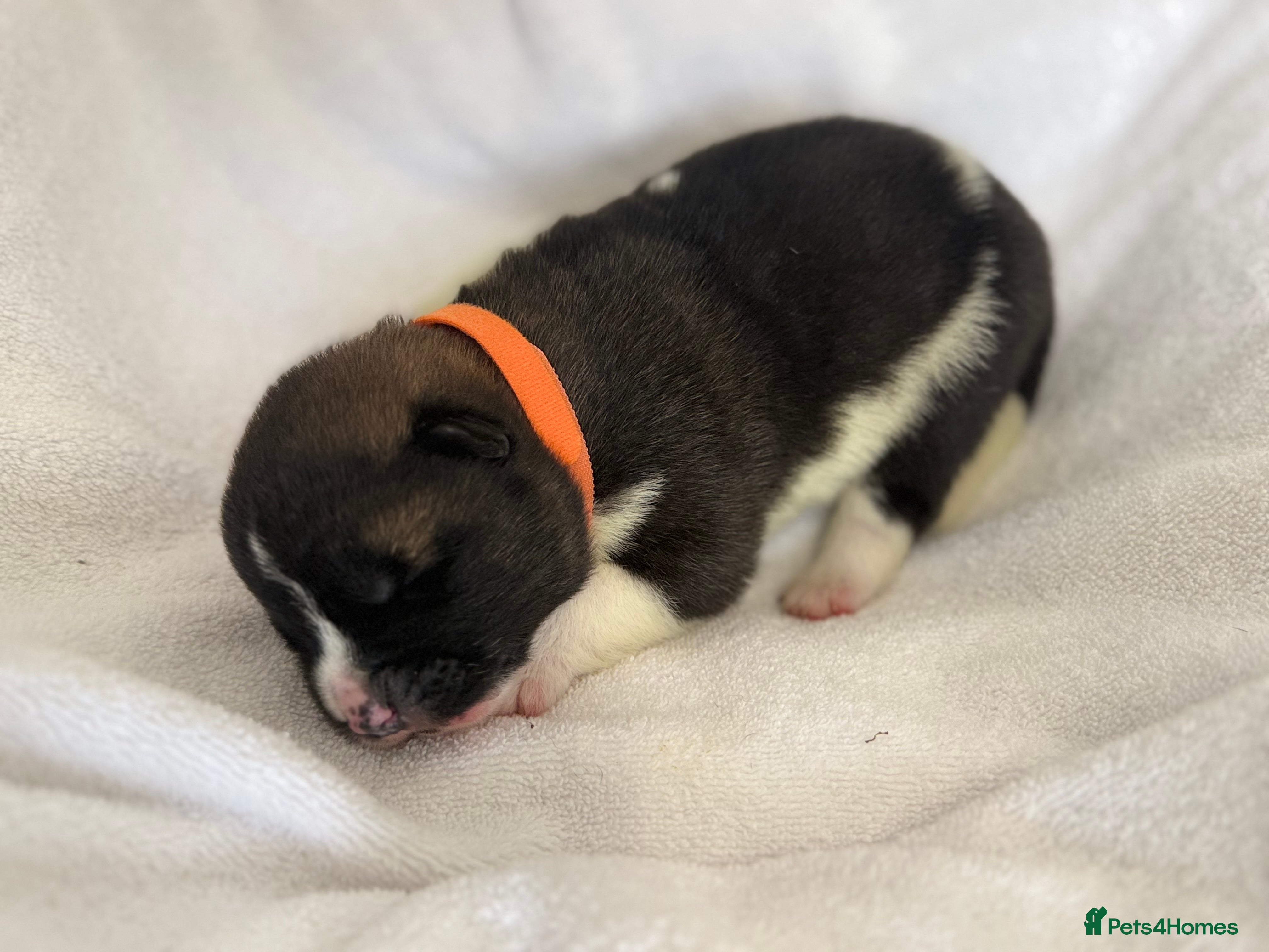 Akita dogs 🐶🐾🐶🐾 Beautiful Kc reg Akita puppies 🐾🐶 - Advert 18
