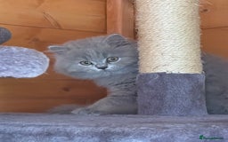 British Shorthair cats for sale: Ready For Forever Homes Soon! - Image 20