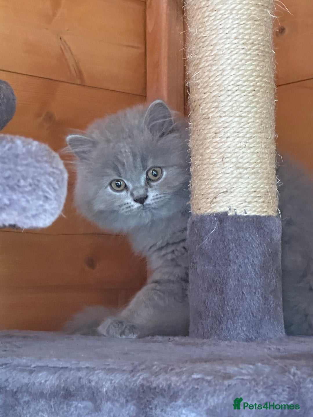 British Shorthair cats for sale: Ready For Forever Homes Soon! - Image 20
