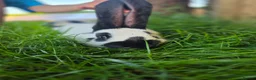 New Zealand rabbits for sale: New Zeeland x Continental Giant Bucks  - Advert 4