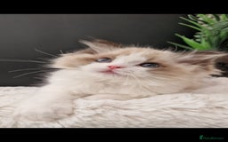 Ragdoll cats for sale: 🩷✨️WAITING LIST ExclusiveKittens💖 TICA🏆cattery - Advert 21