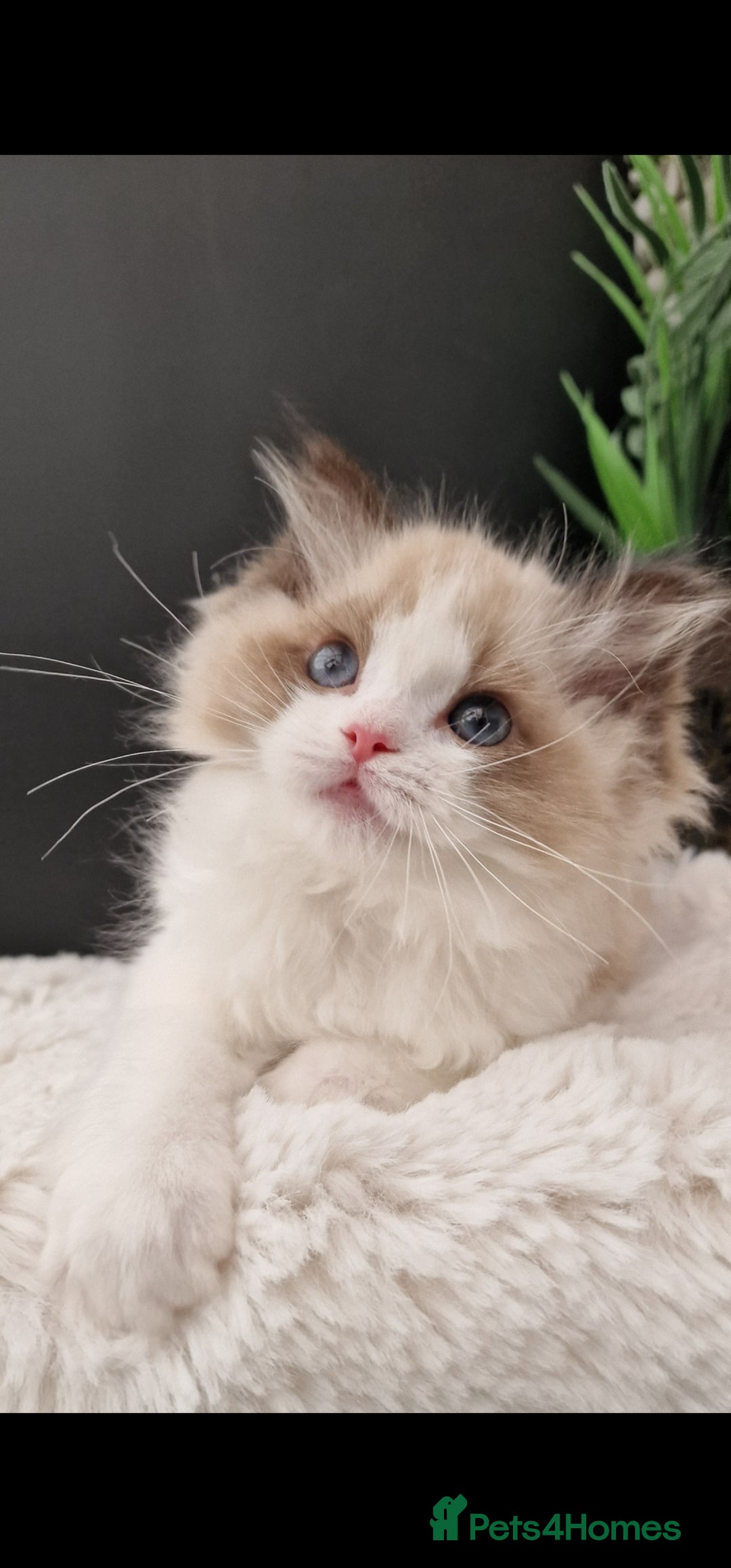 Ragdoll cats for sale: 🩷✨️WAITING LIST ExclusiveKittens💖 TICA🏆cattery - Advert 21