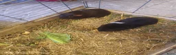 Guinea Pig rodents for sale: A very sad rehoming due to relocation  in High Wycombe - Advert 7