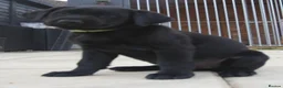 Labrador Retriever dogs for sale: Labrador pups  - Advert 6