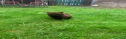 British Shorthair cats for sale: brownie - Advert 3