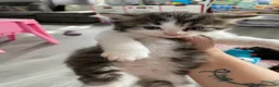 Mixed Breed cats for sale: Three kittens  looking for good homes  - Advert 4