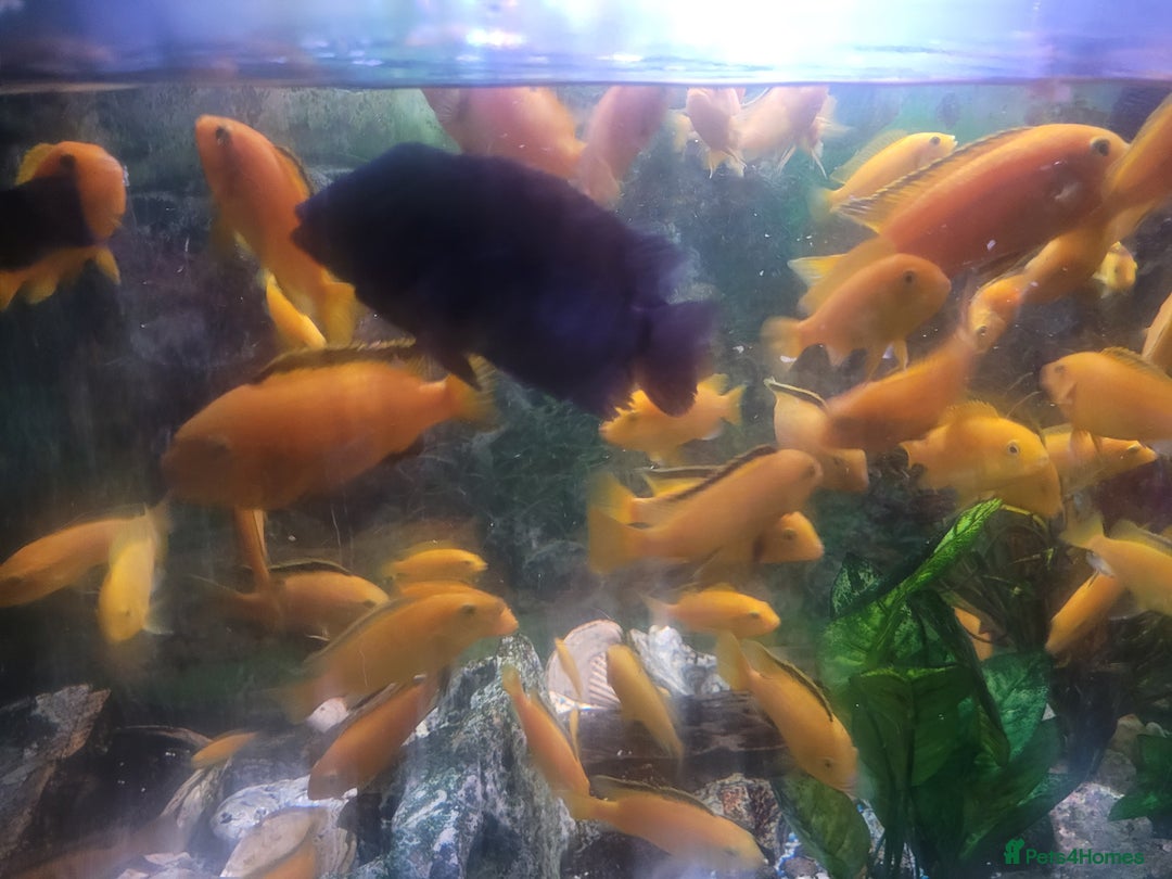Cichlids fish for sale: Fish for sale - Advert 2