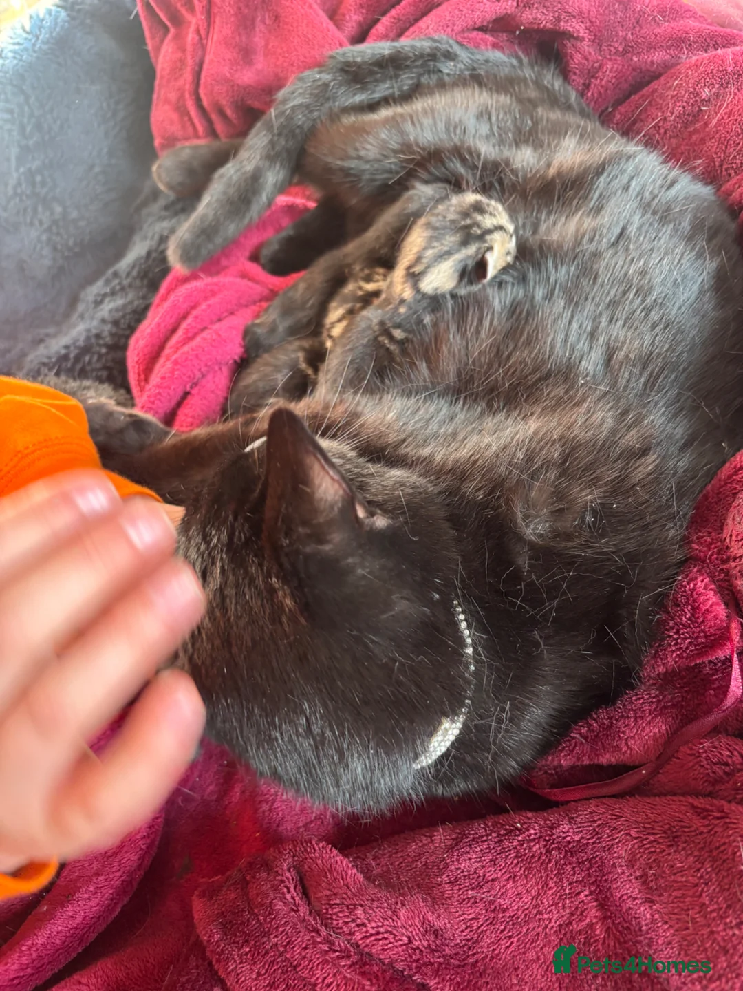 Domestic Shorthair cats for sale: Domestic short haired tabby and black kittens - Advert 5