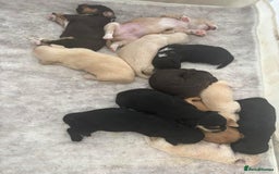 Mixed Breed dogs for sale: REDUCED - Cockapoochi Puppies - READY TO VIEW 🐶 - Image 36