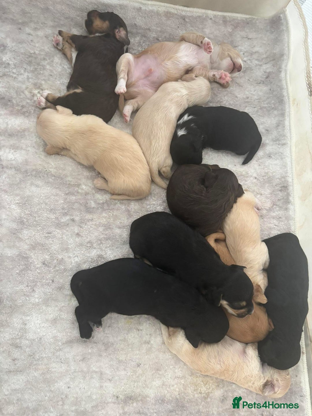 Mixed Breed dogs for sale: REDUCED - Cockapoochi Puppies - READY TO VIEW 🐶 - Image 36