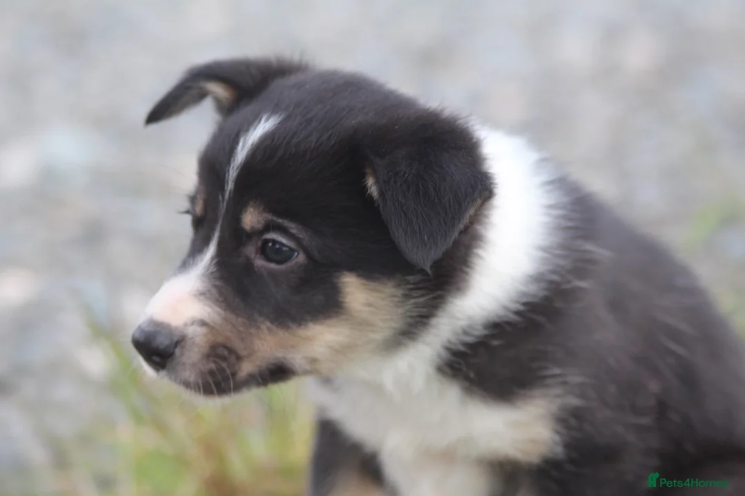 Border Collie dogs for sale: Gorgeous little of border collie puppies for sale  - Advert 2