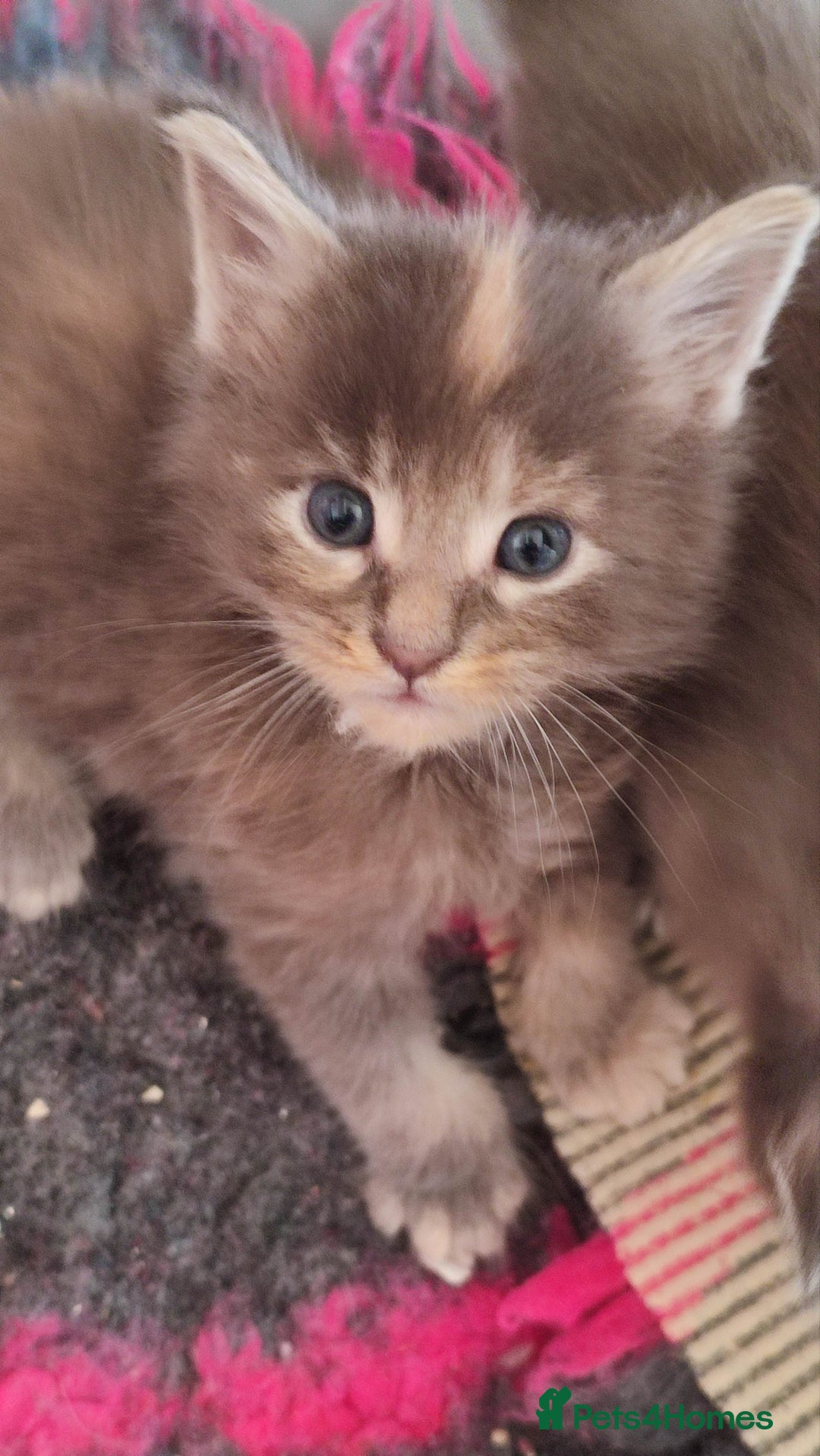 Maine Coon cats for sale: Fully health tested and Tica registered  in Great Missenden - Image 19