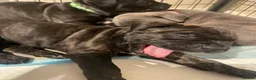 Mixed Breed dogs for sale: Bullmastiff X Cane Corso puppies in Colchester - Advert 9