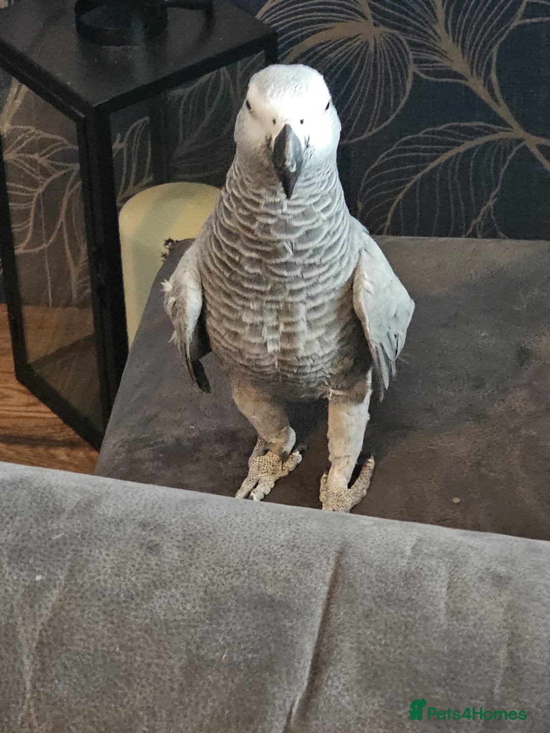 Parrots birds for sale: Female African gray parrot  - Image 1