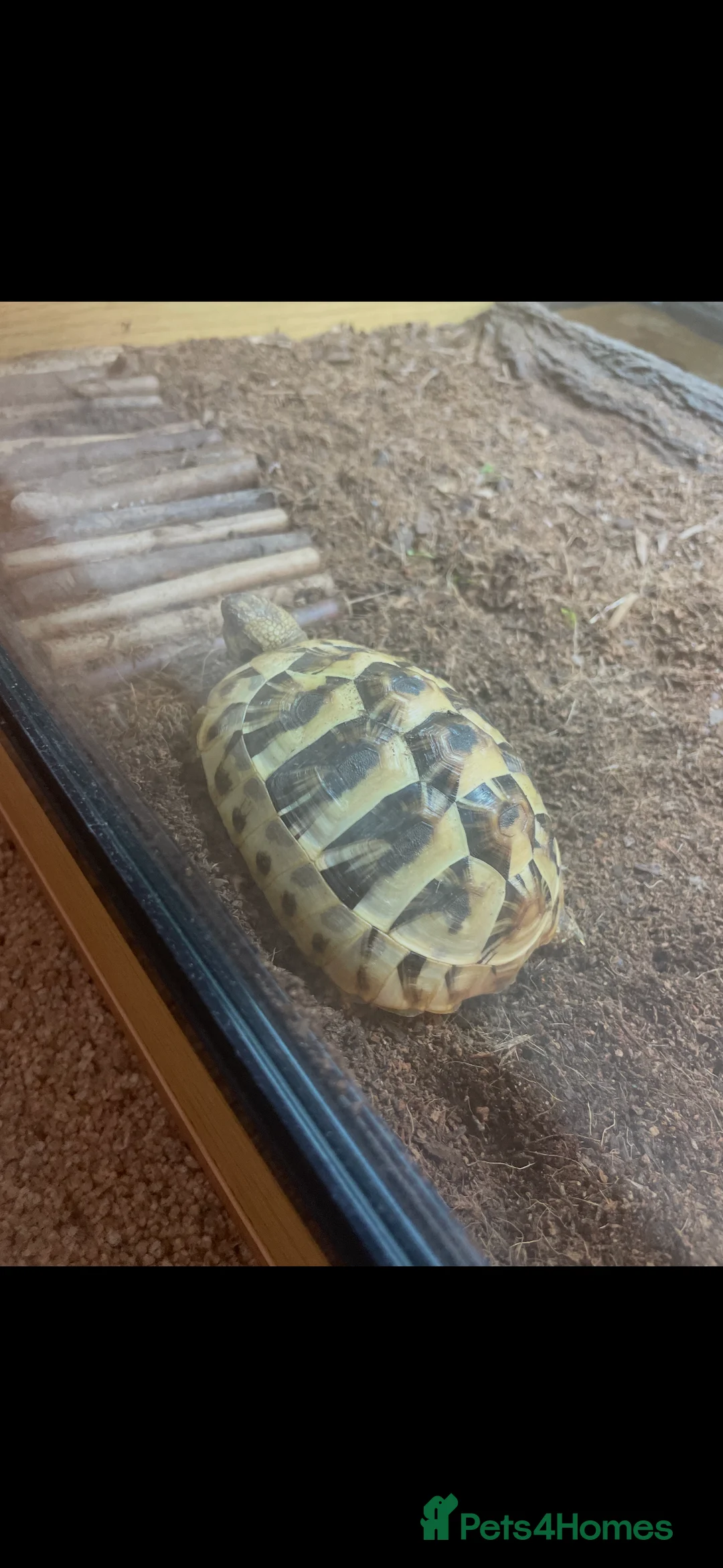 Hermann Tortoise reptiles for sale: 2 Herman tortoises  - Advert 2