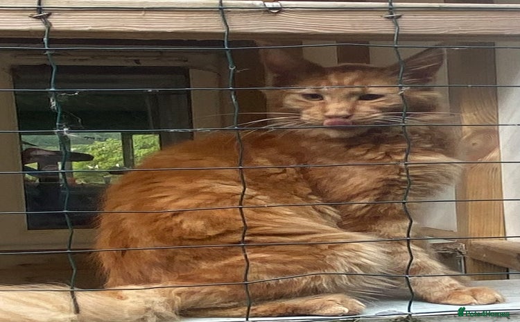 Maine Coon cats - Advert 2