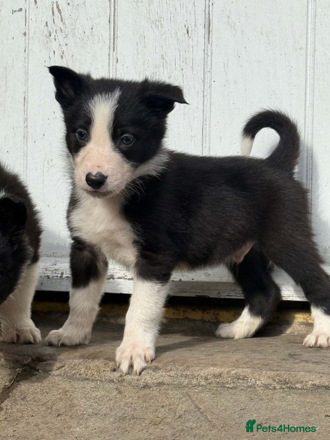 Border Collie dogs for sale: Border collie pups  - Image 34
