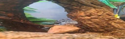 Gecko reptiles for sale: Male crestic geko and dalmation crestic geko  - Advert 7