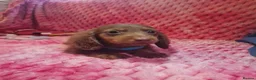 Miniature Dachshund dogs for sale: Miniture dachshund puppies  - Advert 13