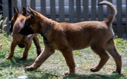 Belgian Shepherd Dog dogs for sale: Stunning Belgian Malinois Puppies Ready Now - Image 13
