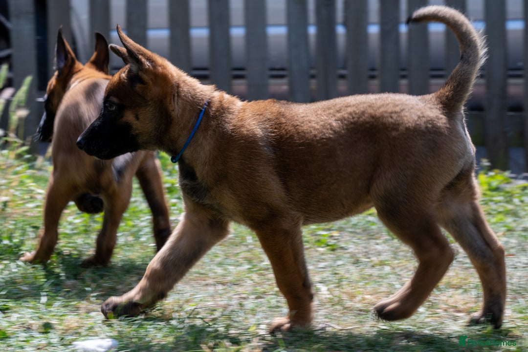 Belgian Shepherd Dog dogs for sale: Stunning Belgian Malinois Puppies Ready Now - Image 13