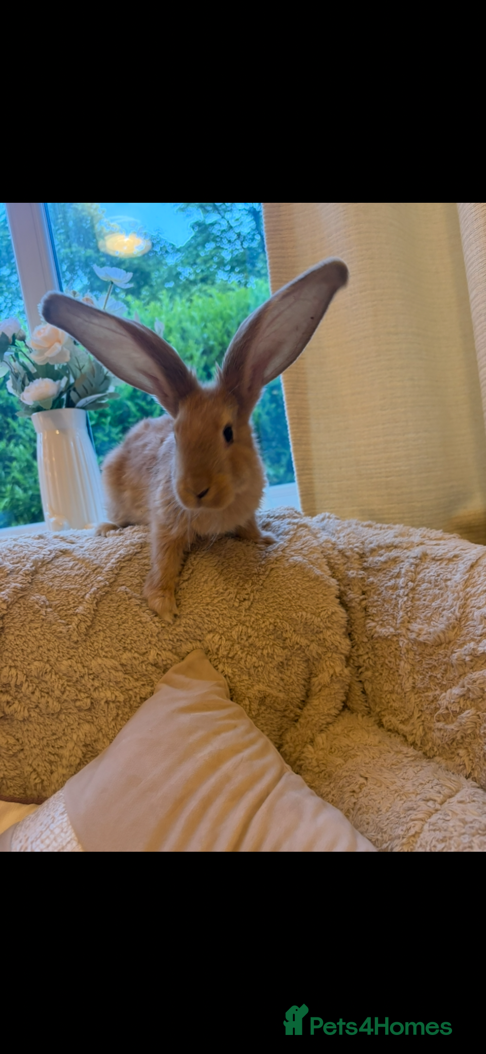 Continental Giant rabbits for sale: One left Lovely continental Giants baby rabbits  - Advert 12