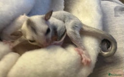 Sugar Glider rodents for sale: Female baby platinum sugar glider - Image 2