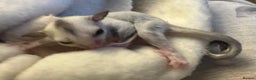 Sugar Glider rodents for sale: Female baby platinum sugar glider - Advert 2
