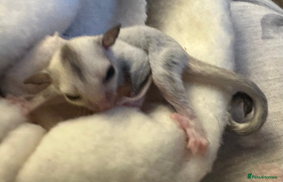 Sugar Glider rodents for sale: Female baby platinum sugar glider - Image 2