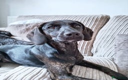 Mixed Breed dogs for sale: Narla - Image 1