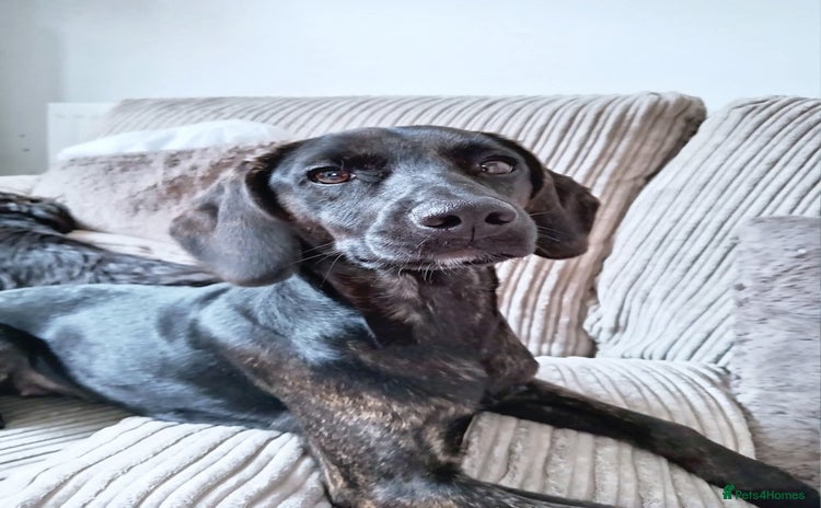 Mixed Breed dogs - Advert 13