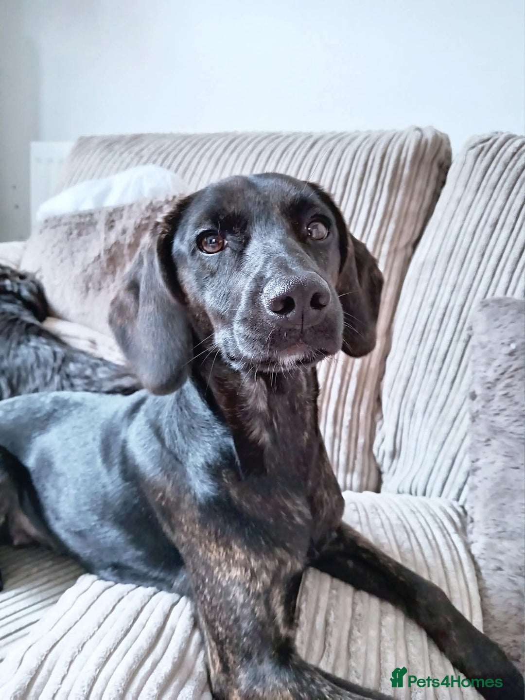 Mixed Breed dogs for sale: Narla - Image 1