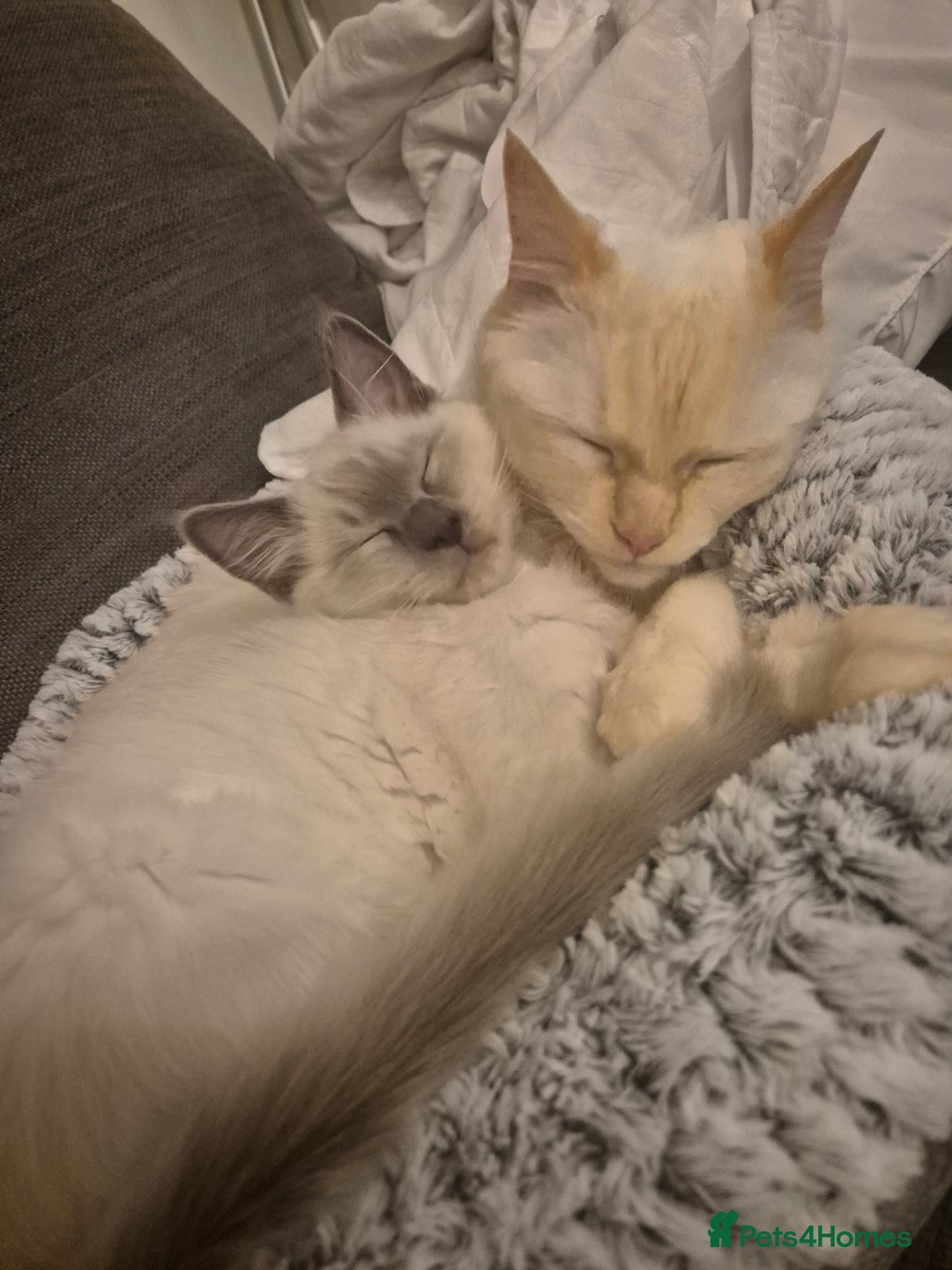 Ragdoll cats for sale: Pure Ragdoll Kittens for sale - Image 26