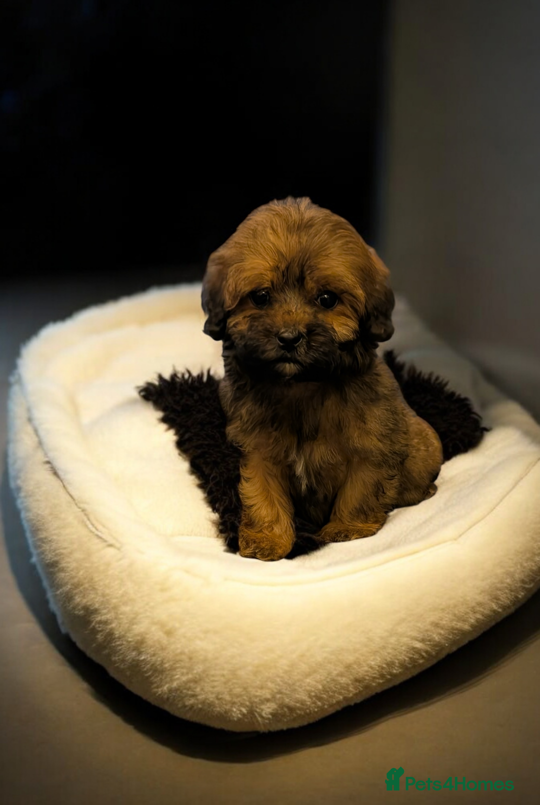 Shihpoo dogs for sale: Stunning Toy Shihpoos puppies  - Advert 13