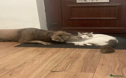 Ragdoll cats for sale: Ragdoll Cross Kittens - Advert 4