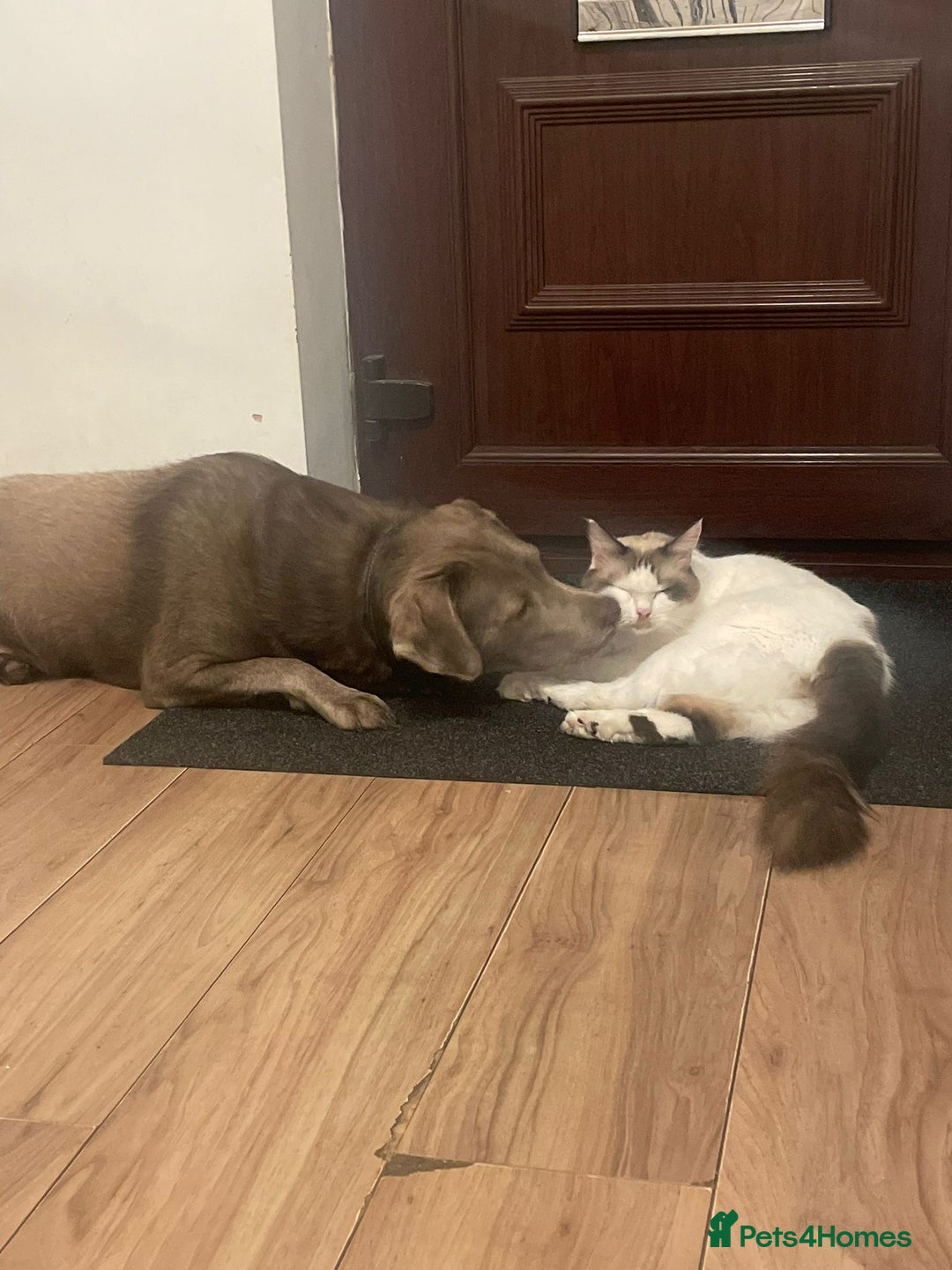 Ragdoll cats for sale: Ragdoll Cross Kittens - Advert 4