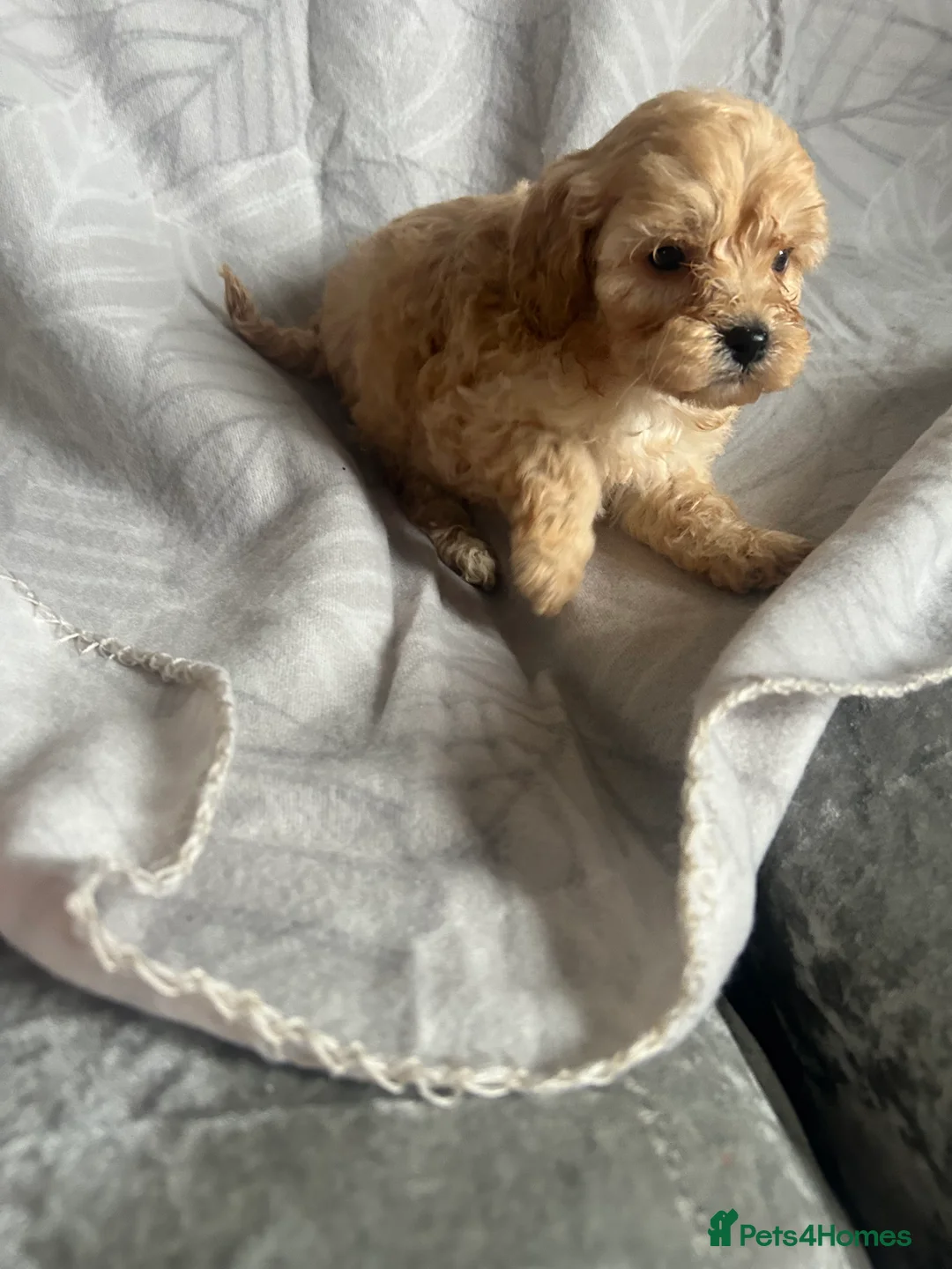 Cavapoo dogs for sale: Cute cavapoo pups - Advert 1
